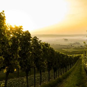 Viticulture dans le Bas-Rhin